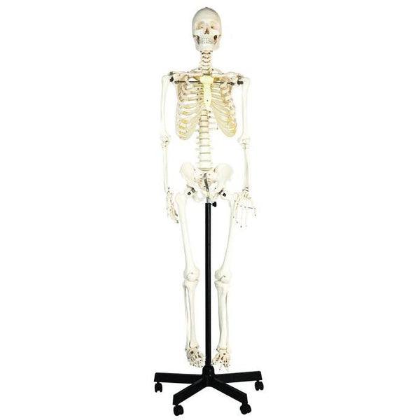 Anatomic Skeleton In Life Size With Mobile Joints, Wheeled Stand And 1 Anatomy Posters