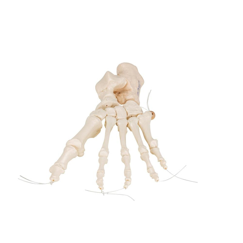 Loose Foot Skeleton Threaded on Nylon