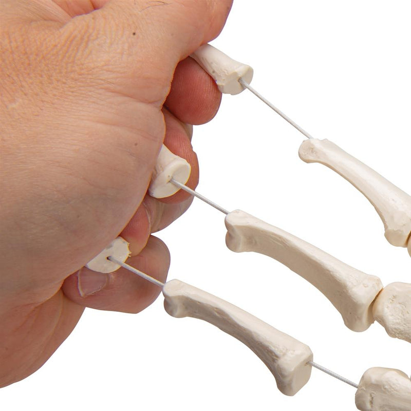 Loose Hand Skeleton Model