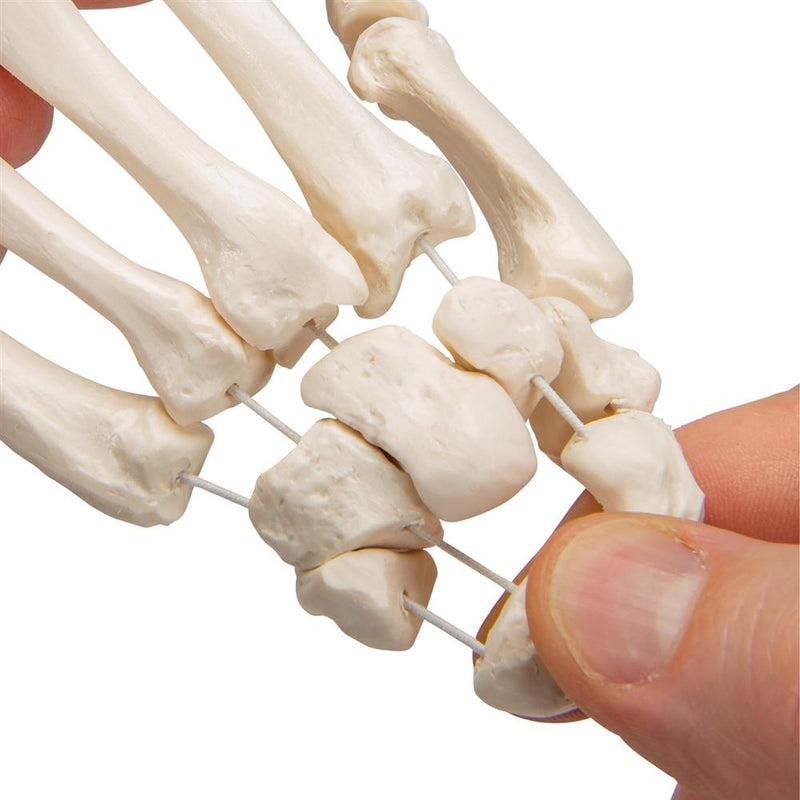 Loose Hand Skeleton Model