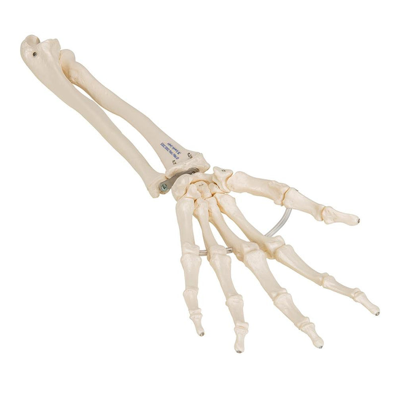 Loose Hand Skeleton with Ulna and Radius