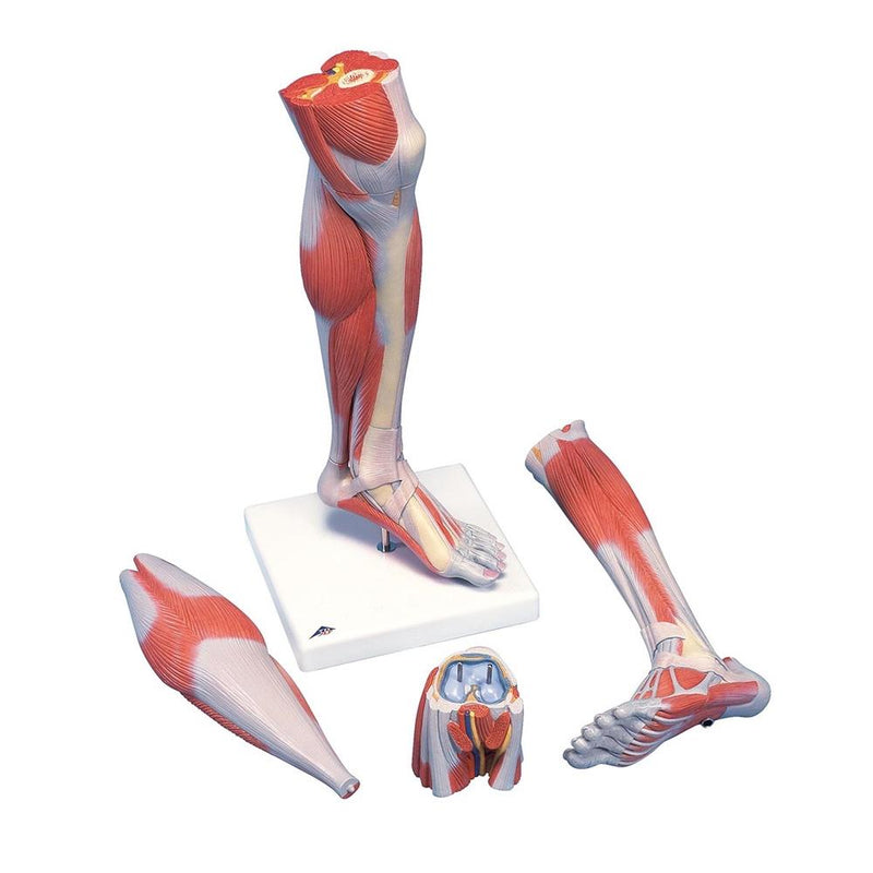 Lower Muscle Leg with detachable Knee, 3 part, Life Size
