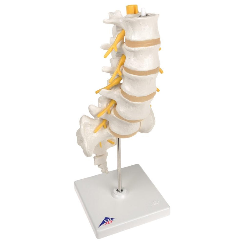 Lumbar Spinal Column Model