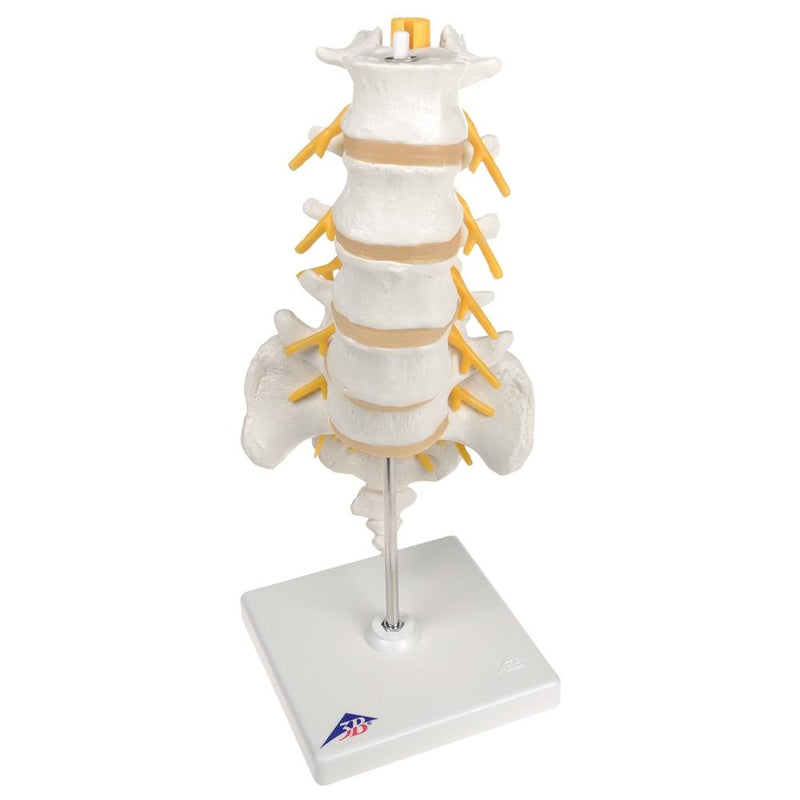 Lumbar Spinal Column Model