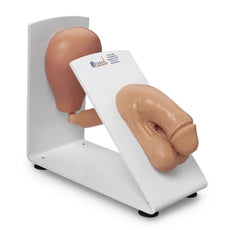Male Catheterization Model Mounted on a Training Stand