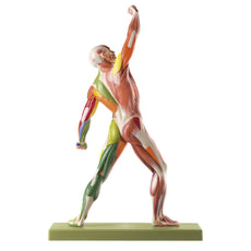 Male Muscle Figure with motor innervation identification