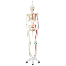Max Skeleton with Painted Muscle Origins and Inserts on Hanging Stand