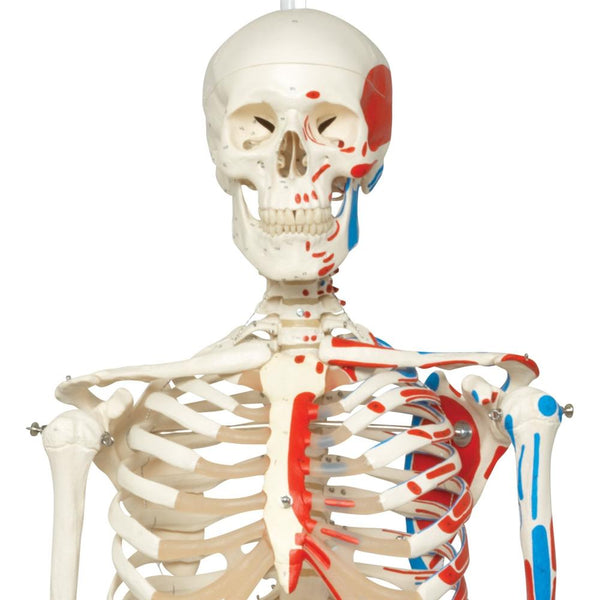 Max Skeleton with Painted Muscle Origins and Inserts on Hanging
