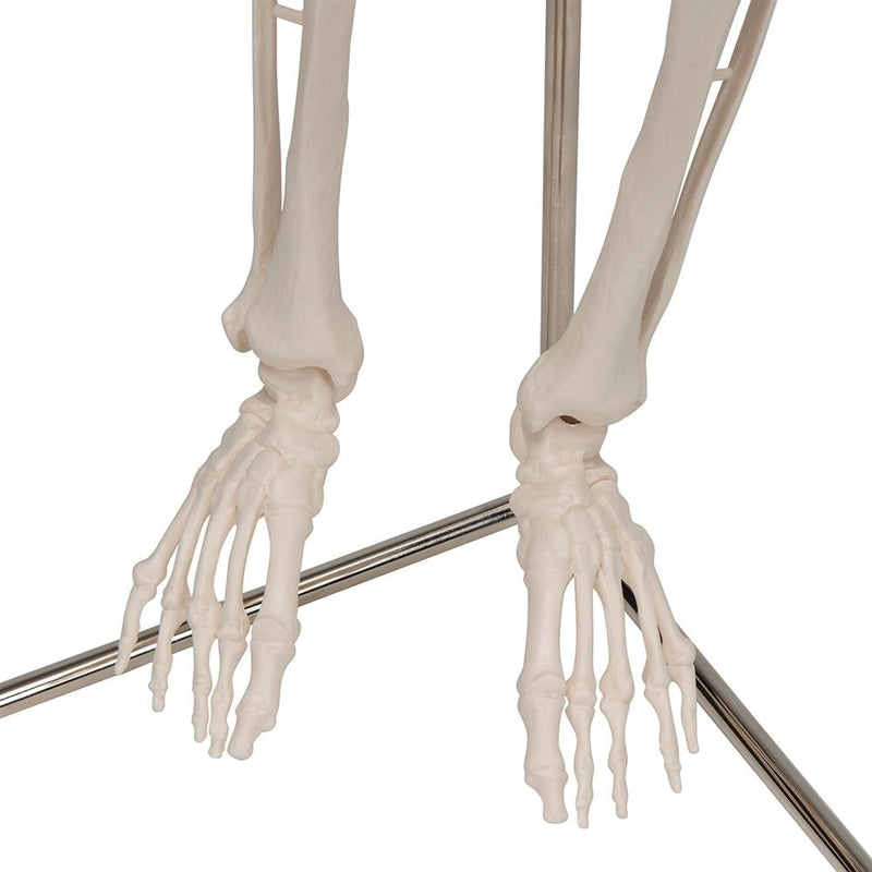 Mini Skeleton Shorty On Hanging Stand
