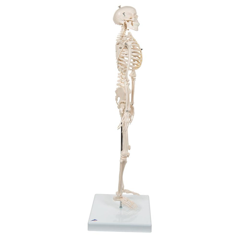 Mini Skeleton Shorty On Pelvic Stand