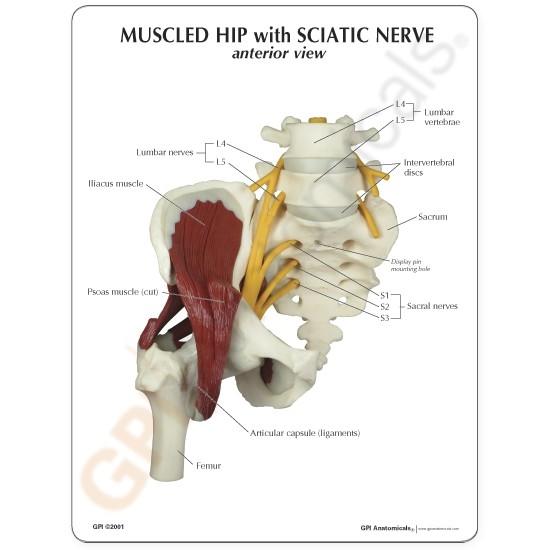 Muscled Hip Joint with Sciatic Nerve