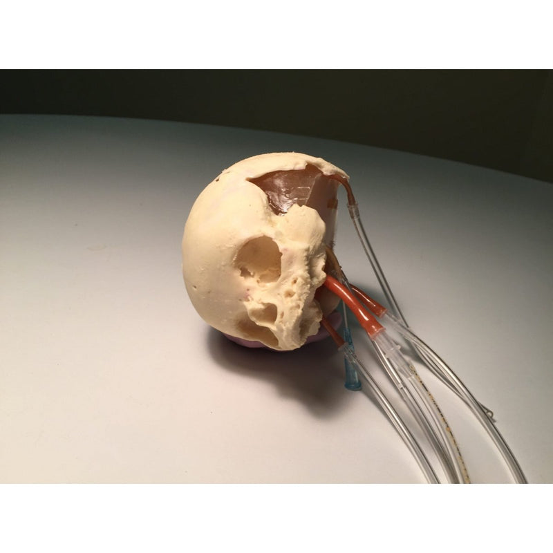 Newborn Head for Ultrasound, MRI and CT applications (Dynamic)