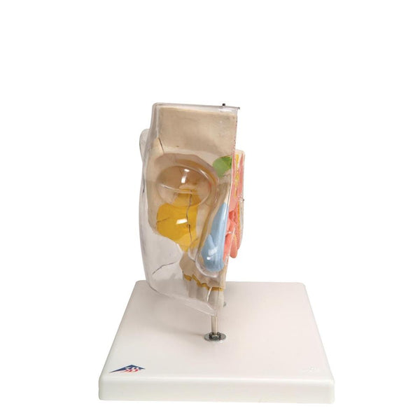 GPI Anatomicals 2850 Coupe de sinus GPI Anatomicals 2850 Coupe de sinus