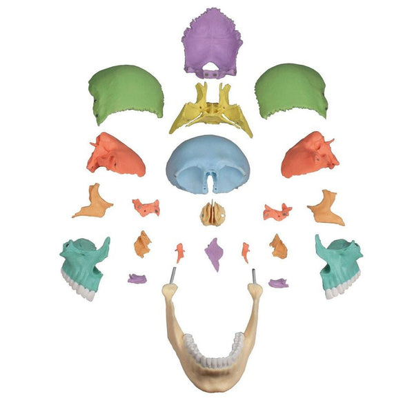 Osteopathic Skull | Osteopathic Skull Model | Osteopathic Skull
