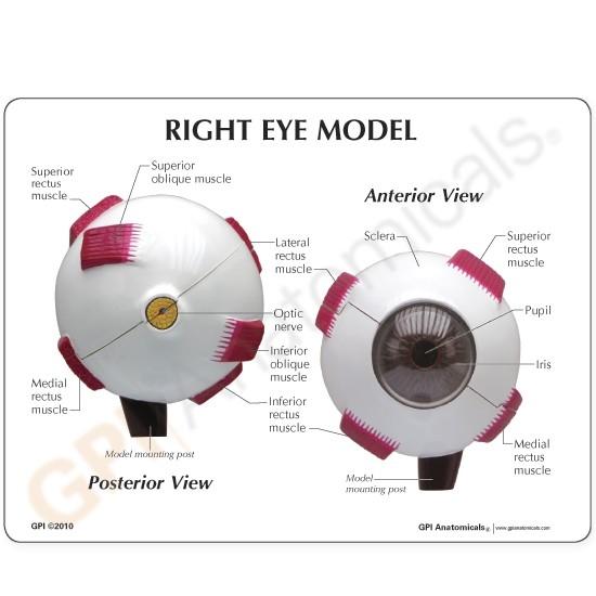 Oversized Eye Model, 2-part