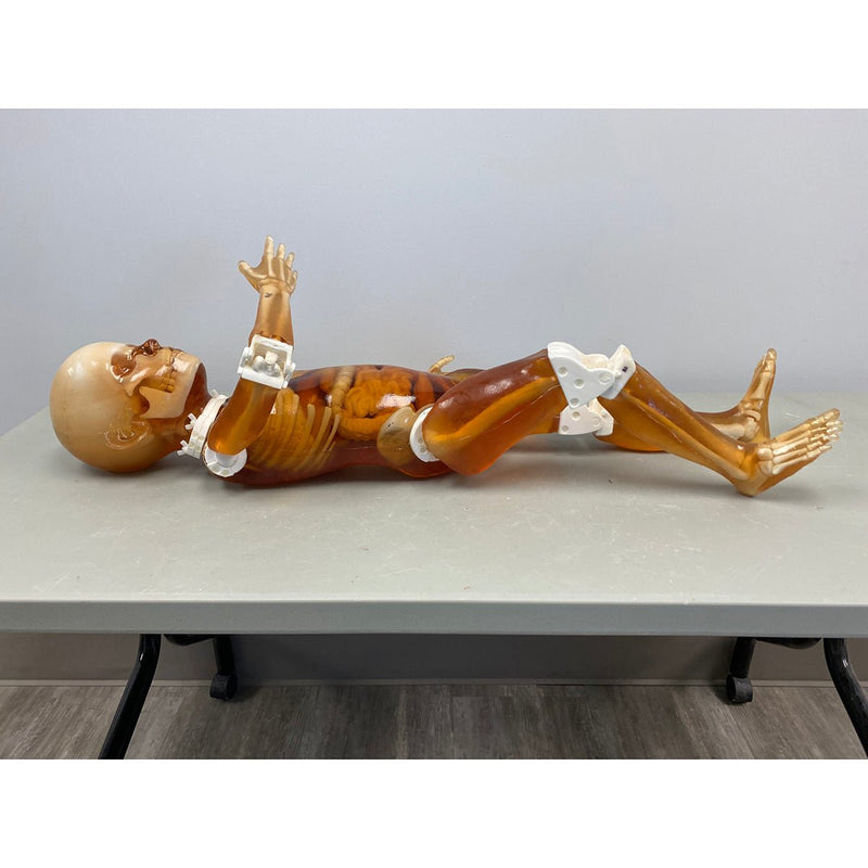 Pediatric Full Human Body Phantom for X-Ray CT & MRI Training