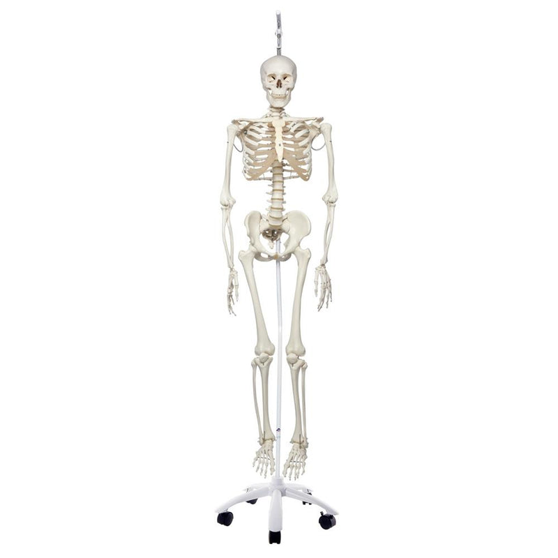 Phil Physiological Skeleton on Hanging Stand