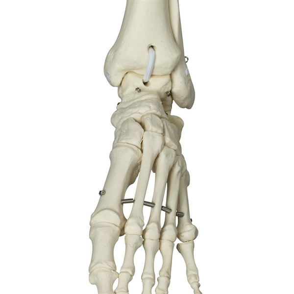 phil-physiological-skeleton-on