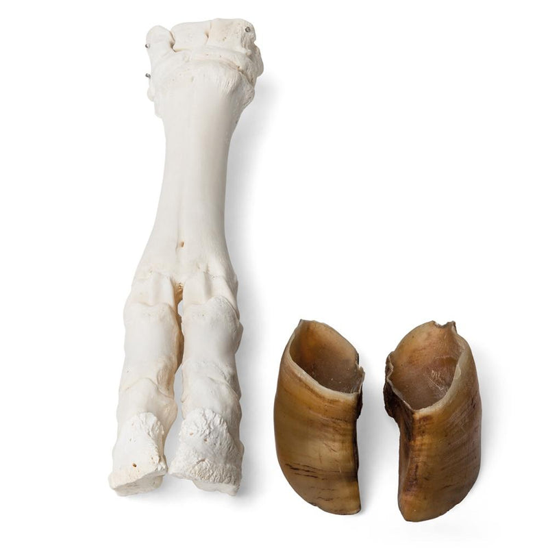 Real Bovine Foot, specimen