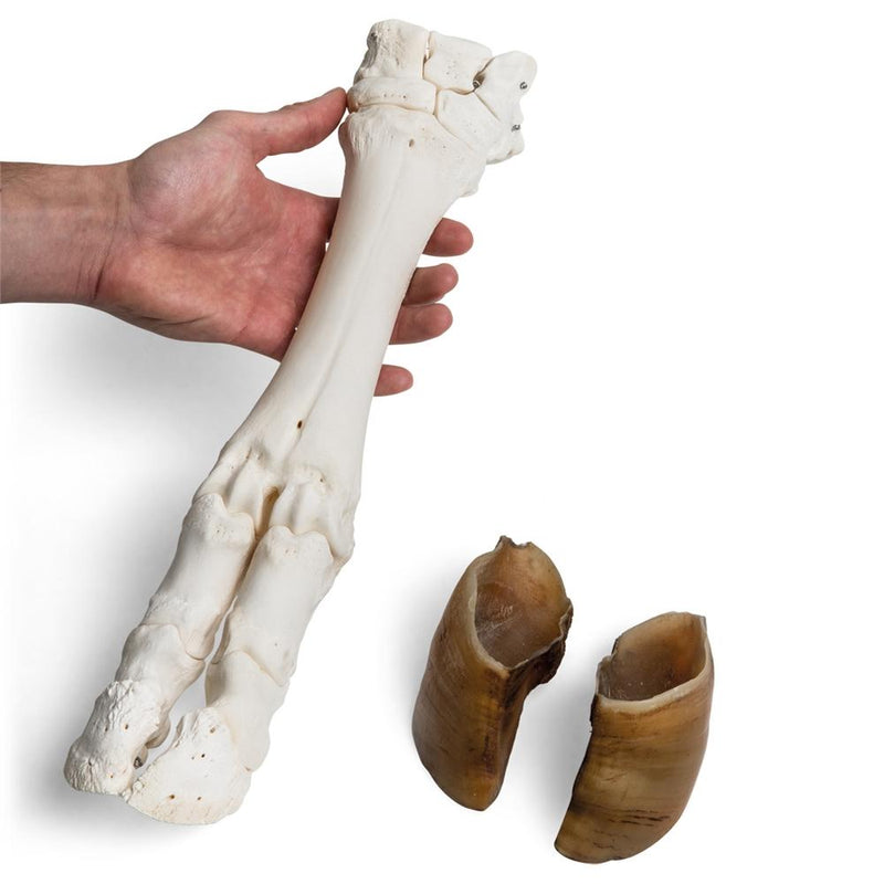 Real Bovine Foot, specimen