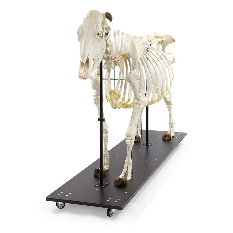Real Bovine Skeleton with Horns