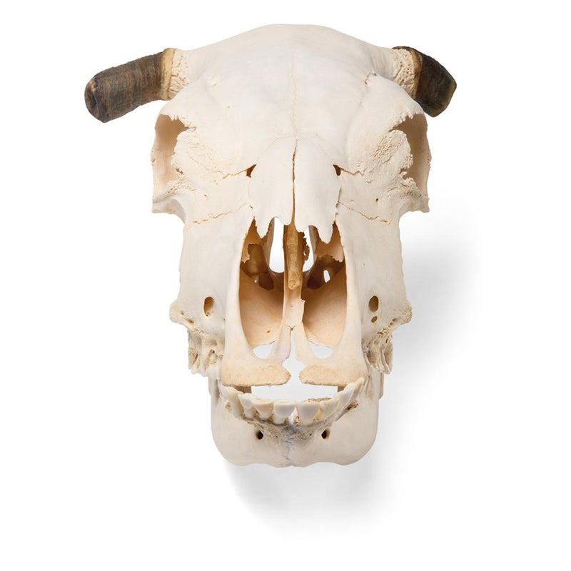 Real Bovine Skull with Horns, Specimen