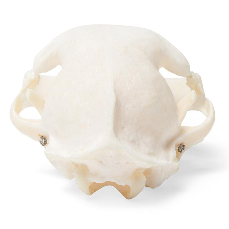 Real Cat Skull, Specimen