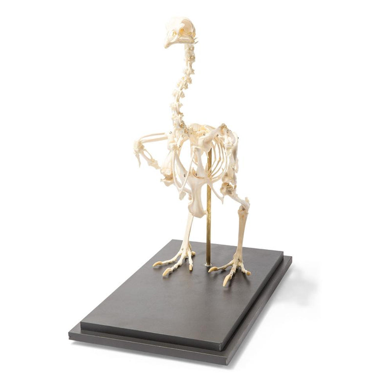 Real Chicken Skeleton, Specimen