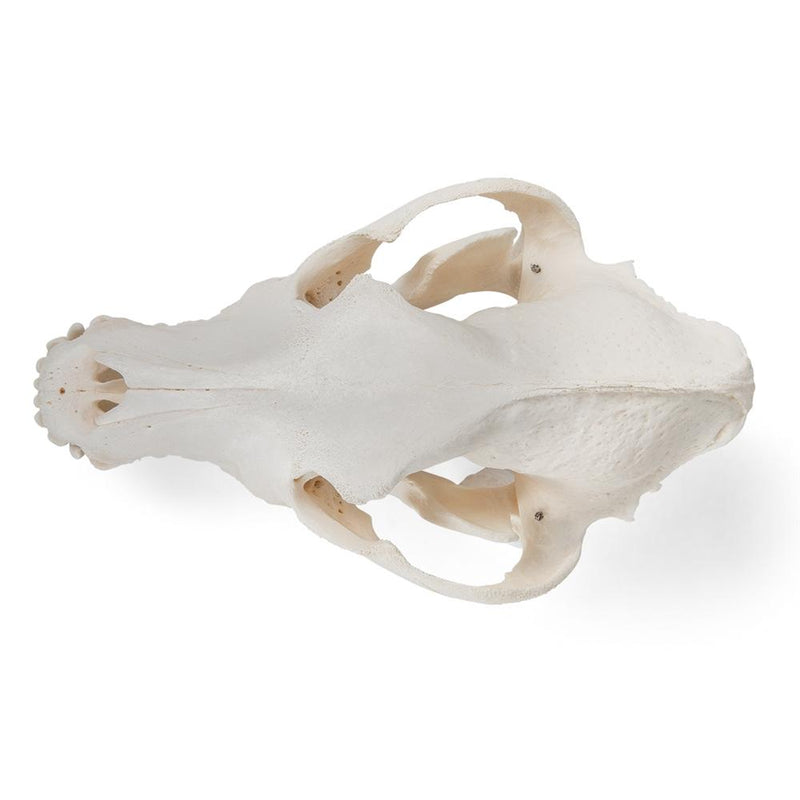 Real Dog Skull, Size M, Specimen