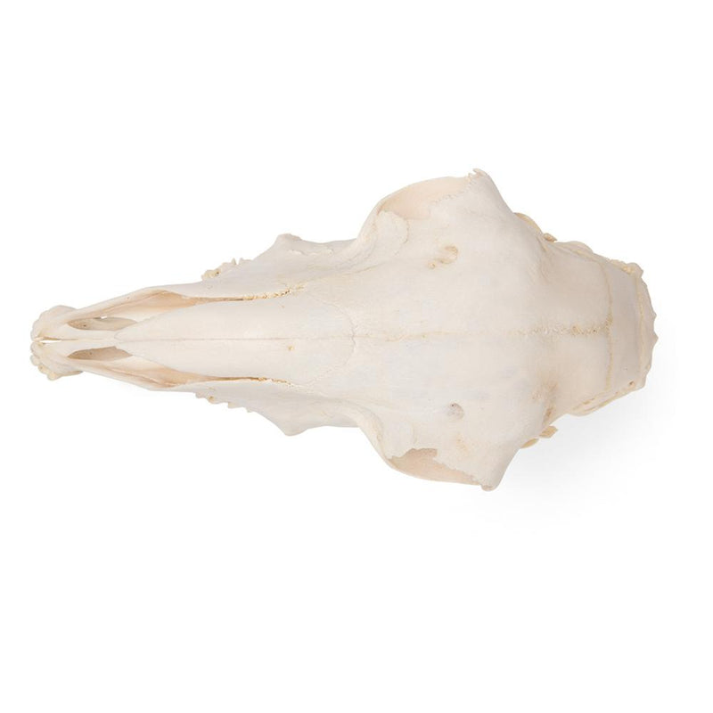 Real Domestic Sheep Skull, Male, Specimen