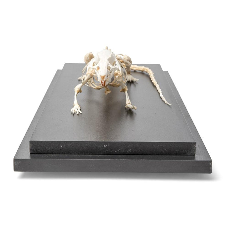 Real Rat Skeleton, Specimen