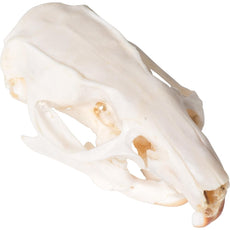 Real Rat Skull, Specimen