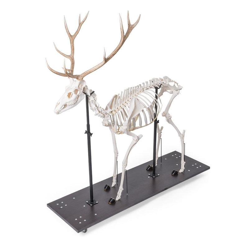 Real Red Deer Skeleton, Male, Articulated