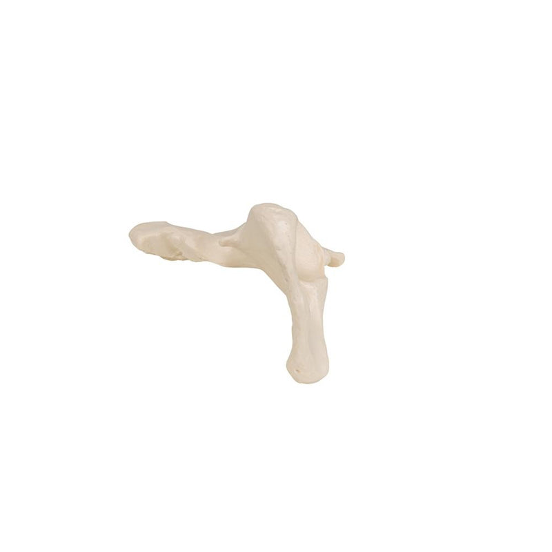 Realistic Replica of the Human Left Hip Bone