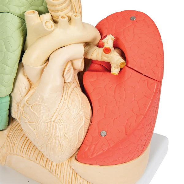 Segmented Lung Model with Magnets – GTSimulators.com