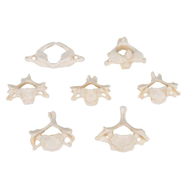 set-of-7-cervical-vertebrae-