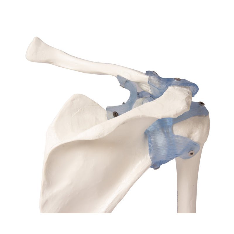 Shoulder Joint Model with Detachable Ligaments