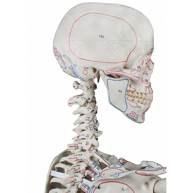 Skeleton 'Max' with movable spine, muscles and ligaments