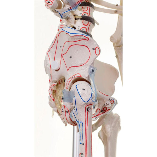Skeleton 'Max' with movable spine, muscles and ligaments