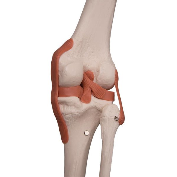 Skeleton Model with Ligaments - Leo – GTSimulators.com
