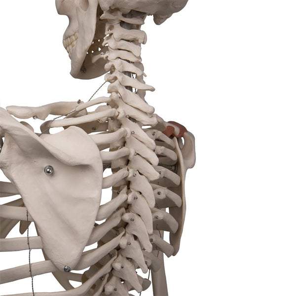 管楽器・吹奏楽器 ET2 #685 skeleton model skeleton-model-with-ligaments-