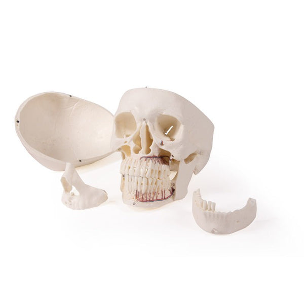 Skull Model For Dentistry And Oral Surgery, 5-Part – GTSimulators.com