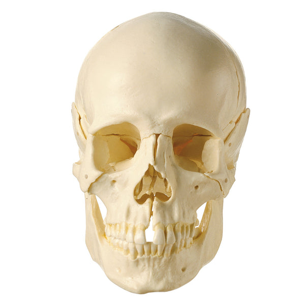 somso 頭蓋骨模型 SOMSO 18-Part Model of the Skull – GTSimulators.com