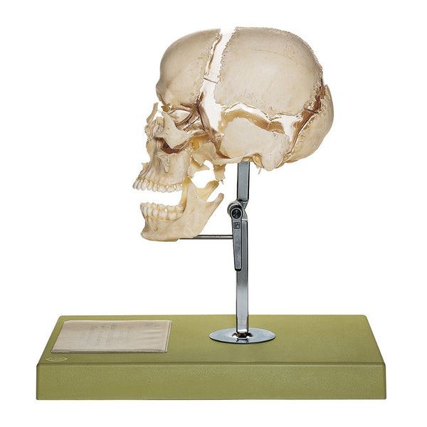 SOMSO Artificial Beauchene Skull of an Adult – GTSimulators.com
