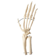SOMSO Artificial Hand Skeleton of a Chimpanzee