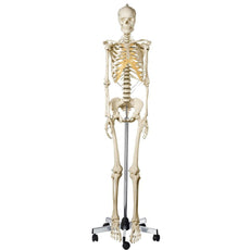 SOMSO Artificial Human Skeleton - Female Adult