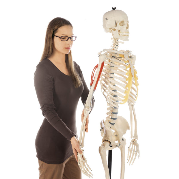 SOMSO Male and Female Skeleton Set