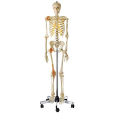 SOMSO Artificial Human Skeleton