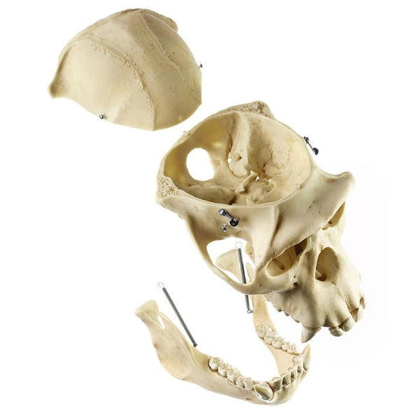 SOMSO Artificial Skull of a Chimpanzee in 3 Parts – GTSimulators.com