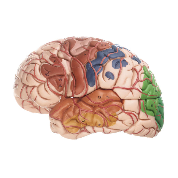 somso-brain-model-with-dura-